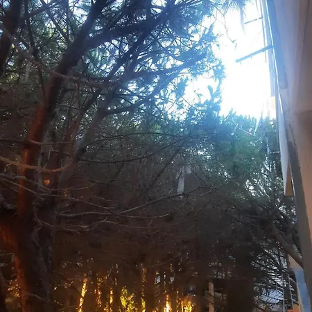 Pine 2 1 * 골렘