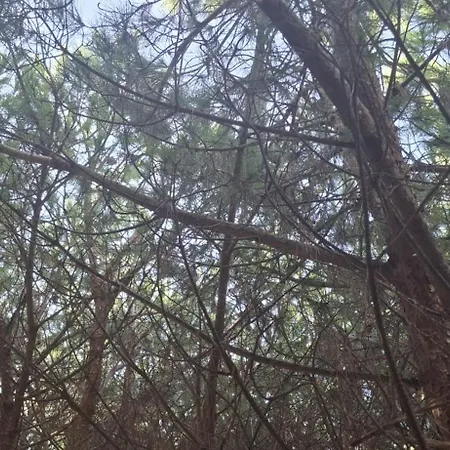 Pine 2 1 דירה