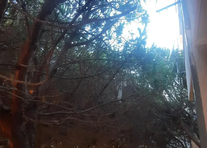 Pine 2 1 * 格勒姆